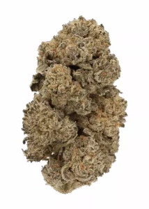 LUANA 24/1 MPH – Mega Platinum Haze – Produktbild des Anbieters Dr. Ansay