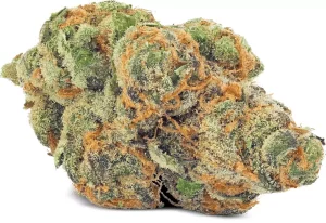 Daily Special 25/1 FUN – Funky Berry – Produktbild des Anbieters Dr. Ansay