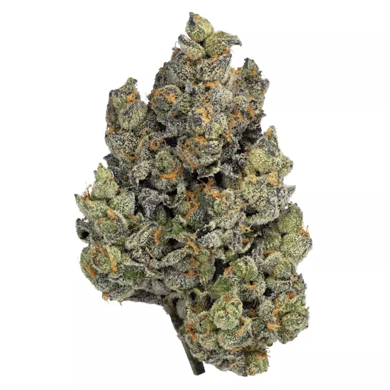 Bathera 29 CA BL – Blue Lobster – Produktbild des Anbieters Dr. Ansay