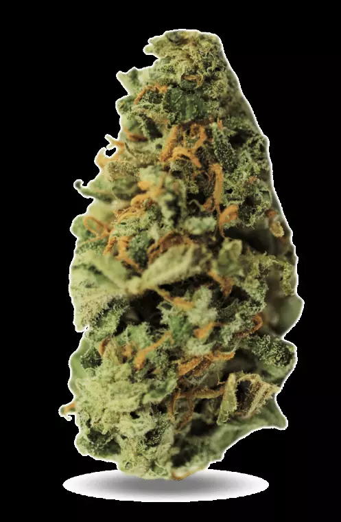 PHENO Cannabisblüten 25/1 WPT – White Peyto – Produktbild des Anbieters Dr. Ansay