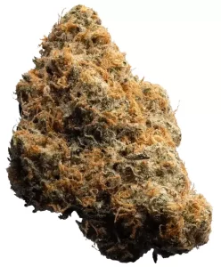 enua 22/1 BNM CA – Banana Mints – Produktbild des Anbieters Dr. Ansay
