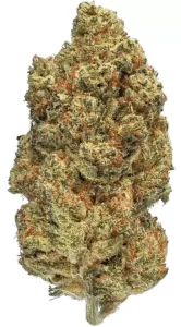 enua 22/1 DB CA – Pink Kush – Produktbild des Anbieters Dr. Ansay