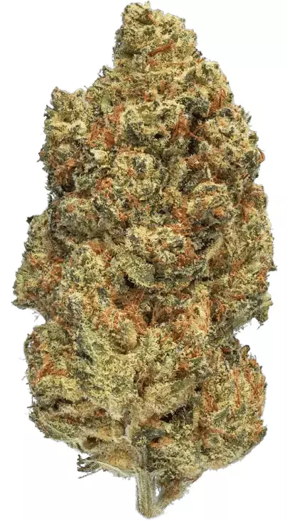 enua 22/1 DB CA – Pink Kush – Produktbild des Anbieters Dr. Ansay