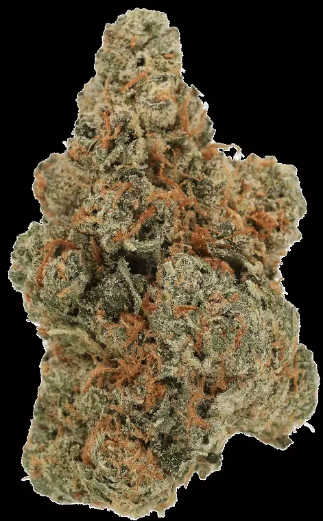 LUANA 28/1 GCG – God Cherry Gusher – Produktbild des Anbieters Dr. Ansay