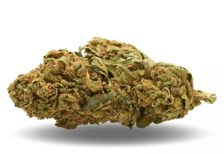 PHENO Cannabisblüten 22/1 SHG – Sherbet Haze Gelato – Produktbild des Anbieters Dr. Ansay