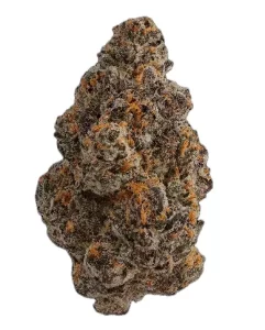Hollymood 25 G41 – Gelato 41 – Produktbild des Anbieters Dr. Ansay