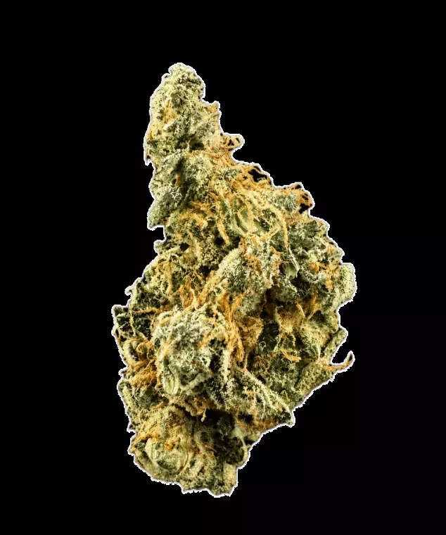 Bathera 25/1 GMO Smalls – GMO – Produktbild des Anbieters Dr. Ansay