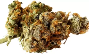 Weeco Duke 20/1 Purple Rain – Purple Rain – Produktbild des Anbieters Dr. Ansay