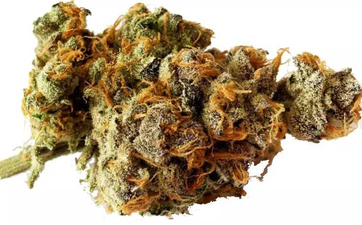 Weeco Duke 20/1 Purple Rain – Purple Rain – Produktbild des Anbieters Dr. Ansay