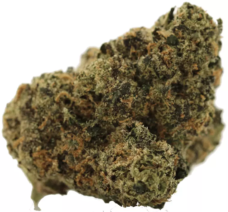 Green Karat MG 25/1 – Modified Gas – Produktbild des Anbieters Dr. Ansay