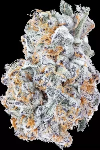 avaay Signature 23/1 BYY – Blueberry Yum Yum – Produktbild des Anbieters Dr. Ansay