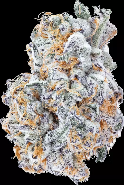 avaay Signature 23/1 BYY – Blueberry Yum Yum – Produktbild des Anbieters Dr. Ansay