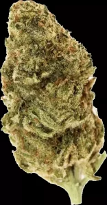 All Nations TT 25/1 – Tropic Thunder – Produktbild des Anbieters Dr. Ansay