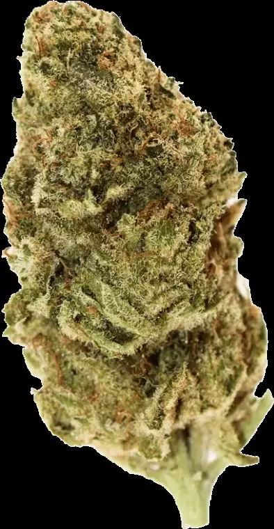 All Nations TT 25/1 – Tropic Thunder – Produktbild des Anbieters Dr. Ansay